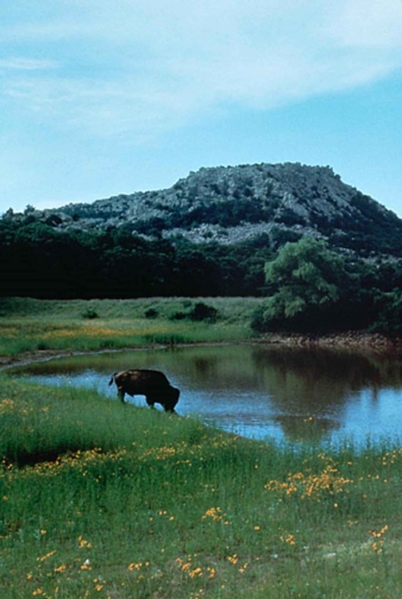 buffalo, drinking, water, lake