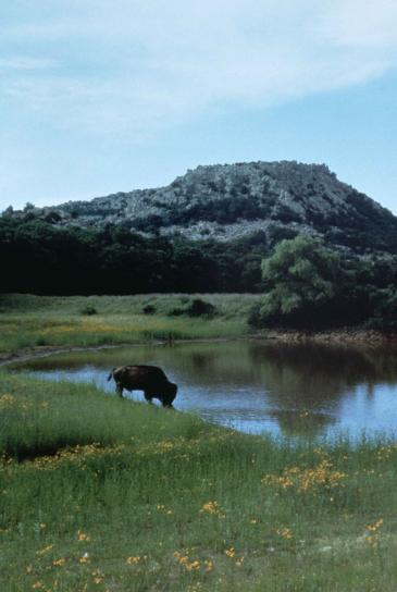 bøffel, våtmarksområde