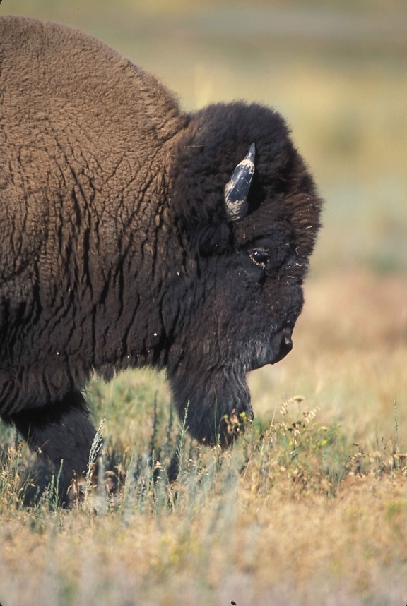 up-close, profile, front, buffalo, bull