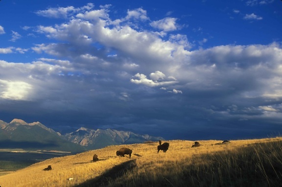 expansive, bison, grazing, mounta