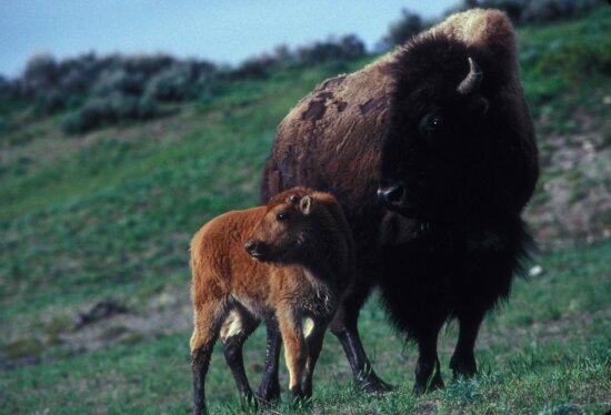 Free Picture American Bison Female