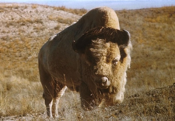 single, bison, bull