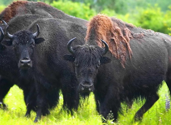 madera, bisontes, montaña, búfalo, bisonte, bisonte, athabascae