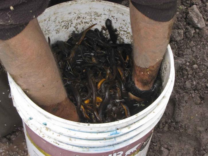 bucket, newts
