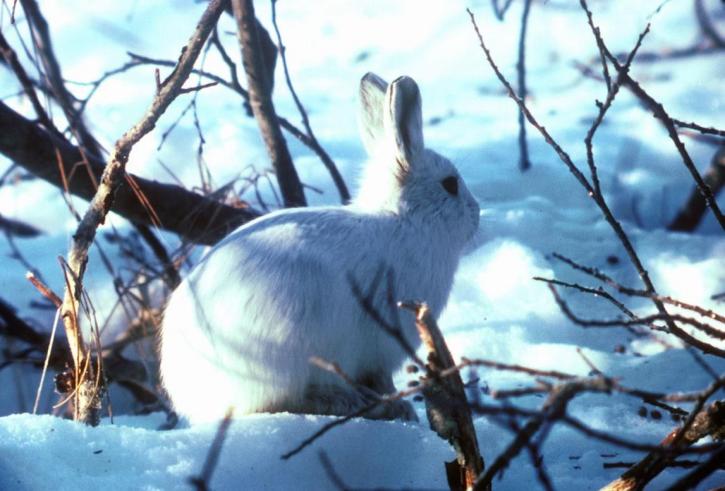 อาร์กติก พุ่มไม้ หิมะ กระต่าย กลุ่มดาวกระต่าย ป่า Arcticus