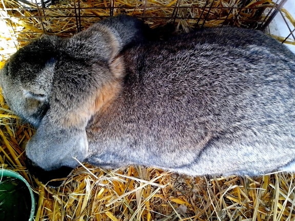 big, domestic rabbit