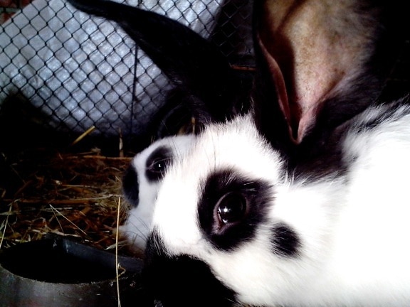 black and white, dotted, sweet, rabbits