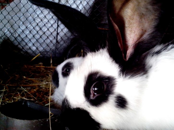 черно-белые, пунктирная, сладкий, кролики