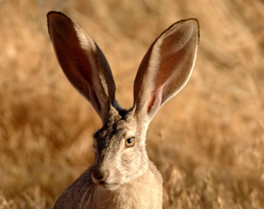 Free picture: black, tailed, jackrabbit, lepus, californicus