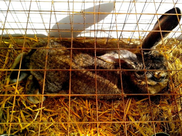 domestic rabbit, cage, straw