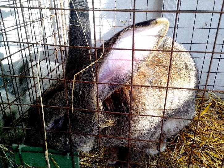 lapin domestique, rongeur, animal