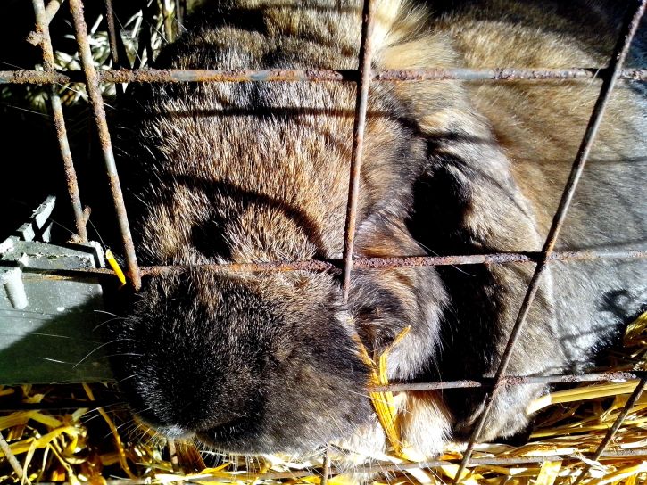 国内ウサギ、眠る、ケージ