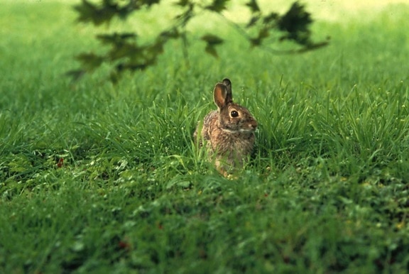 cottontail, rabbit, grass