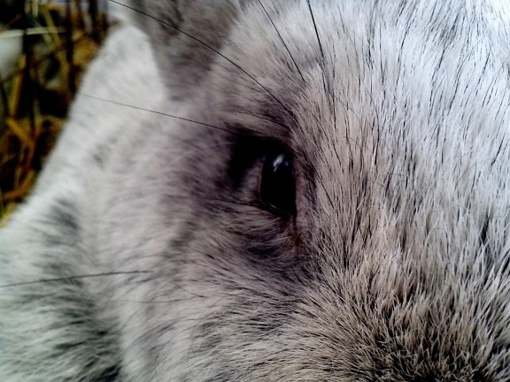 око, up-close, сладък, заек