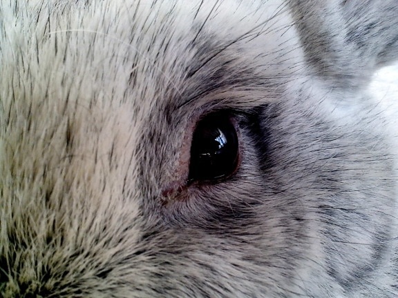 oko, bliska, królik