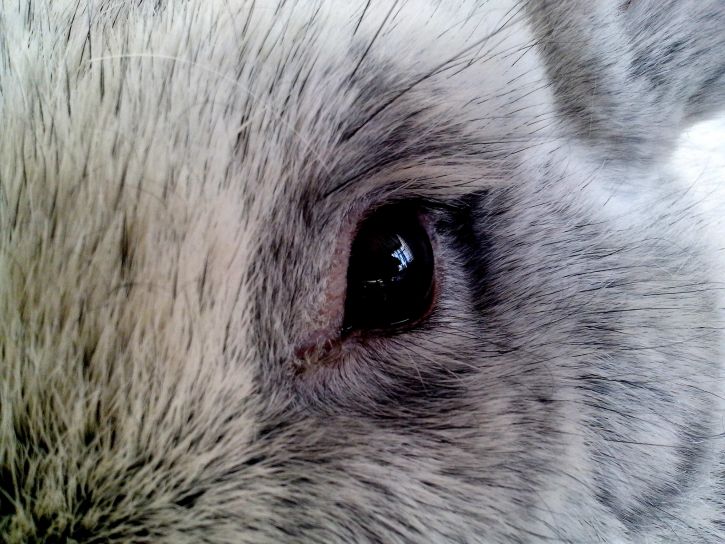 eye, up-close, rabbit