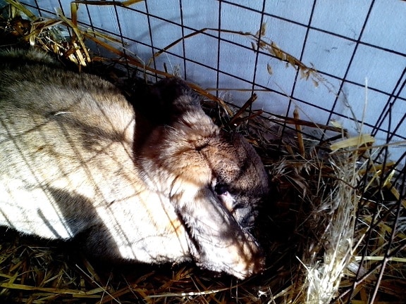 สีเทา กระต่าย นอน ฟาง