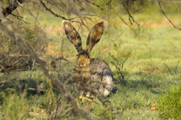 jack, rabbit, rests, beneath, branches, tree