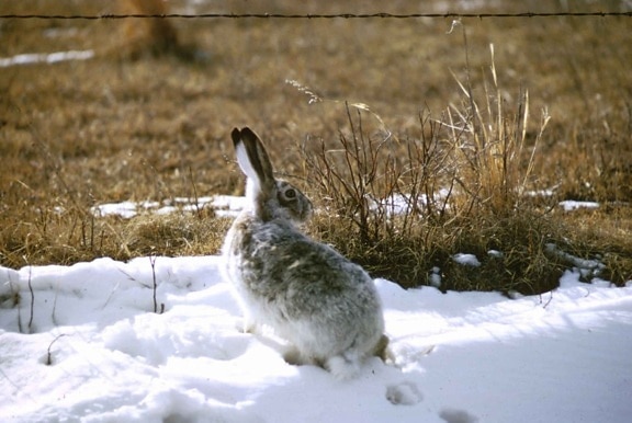jackrabbit, rabbit, snow