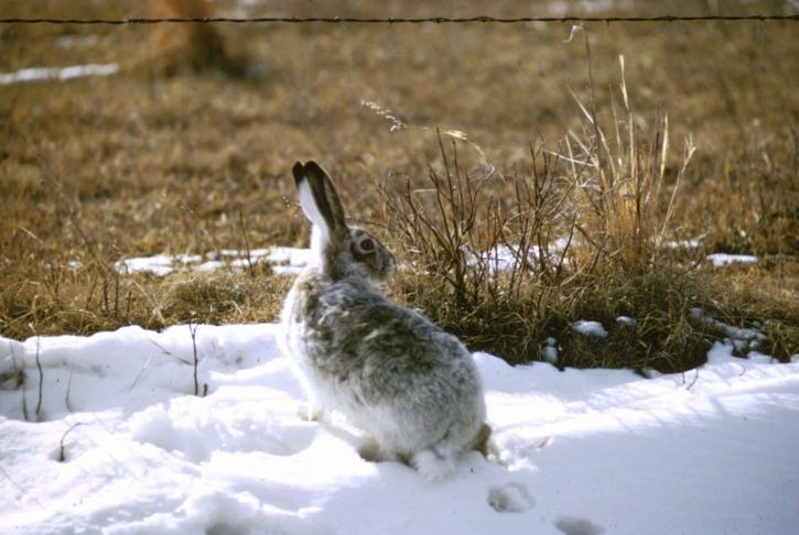 野兔, 兔子, 雪