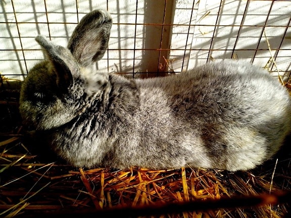 large, domestic rabbit, lying, straw