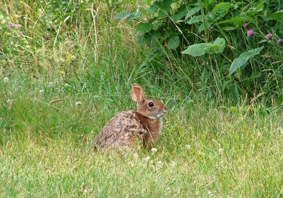New England, cottontail, coniglio, animale, Sylvilagus, transitionalis