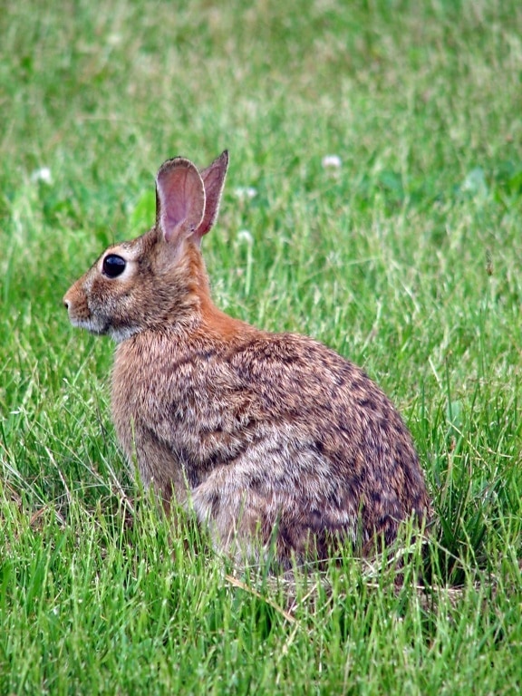 kanin, animal, sylvilagus, floridanus, pattedyr, bunny, græs, vildskab