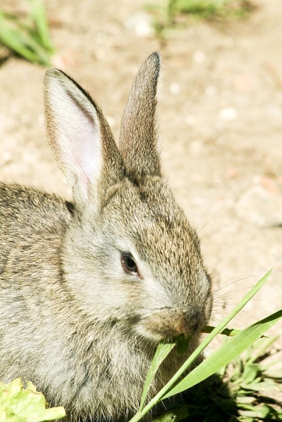 rabbit, eating, grass