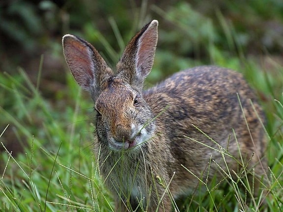 rabbit, Louisiana