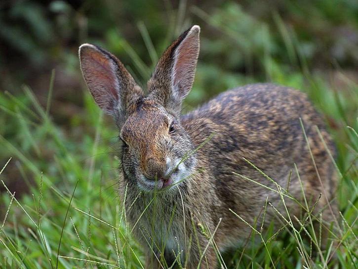 rabbit, Louisiana