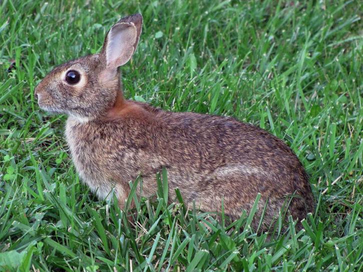 rabbit, spring, grass