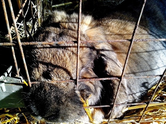 rabbit, sleeps, cage