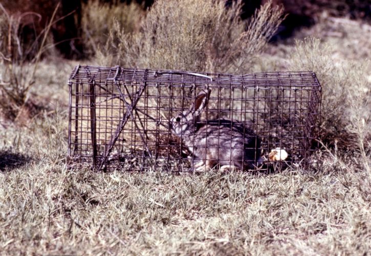 กระต่าย จับได้ ชาติ กับดัก ภายหลัง ทดสอบ arbovirus ศึกษา