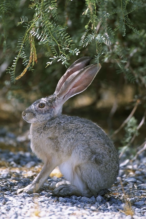side, up-close, rabbit, sitting, gravel, brush
