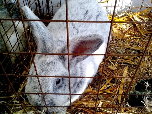 white, silver, rabbit, cage