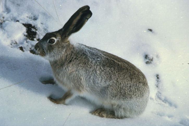 白尾, 野兔, 雪