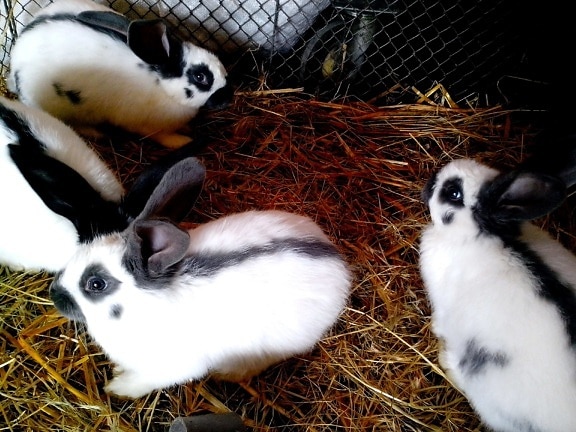 jonge, binnenlandse, wit, zwart, konijnen