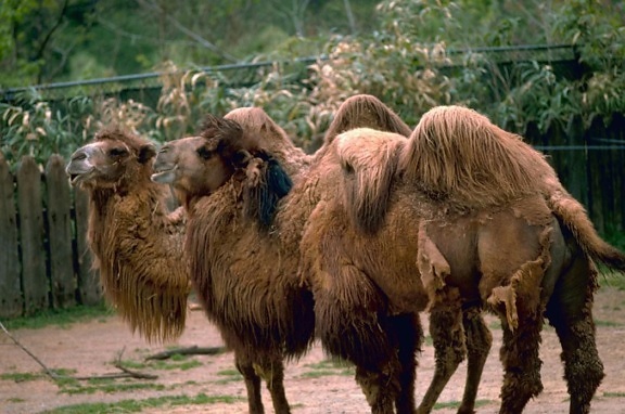Bactrain, kamelen