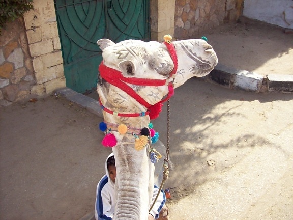 kamel, hodet, profil