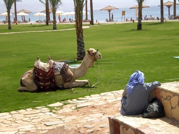 Camel, Egipt