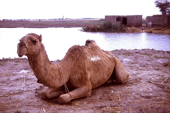 camel, relaxes, village, state, Gujarat, India