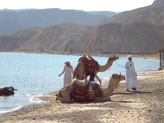 twee, kamelen, strand