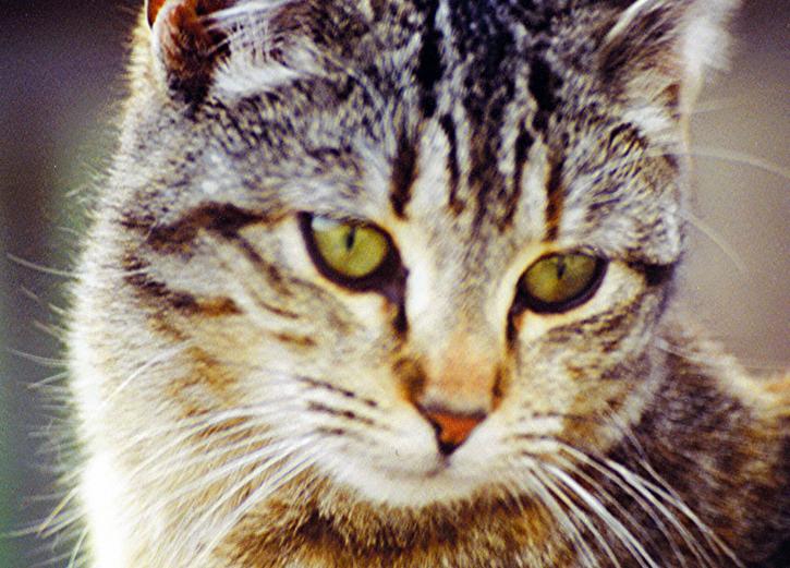 Bernice kissa, yksityiskohdat, kasvot