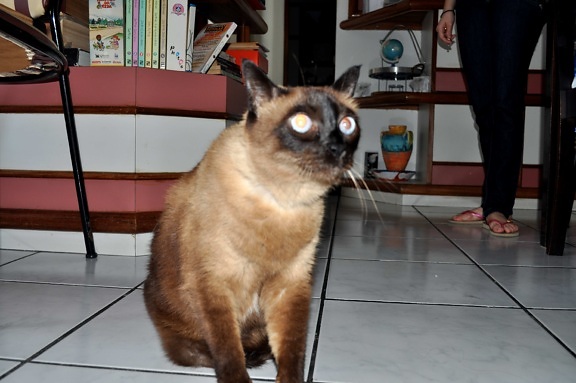 brown, domestic cat, house
