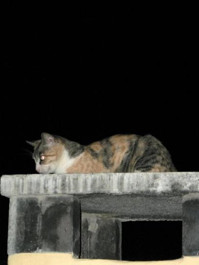кішка, вночі