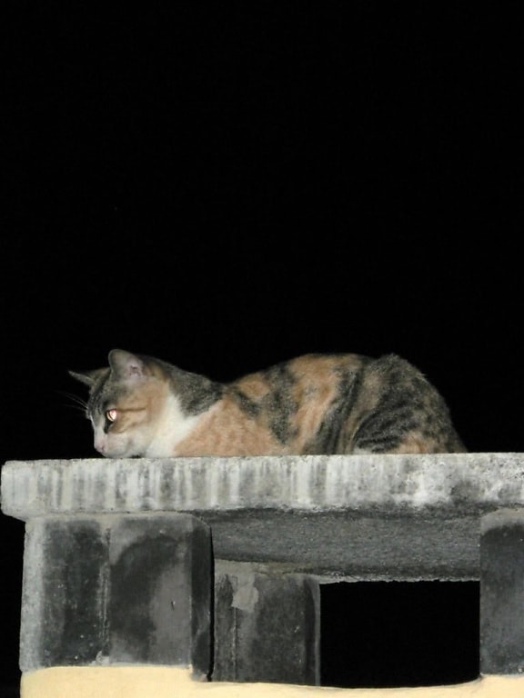 cat, night