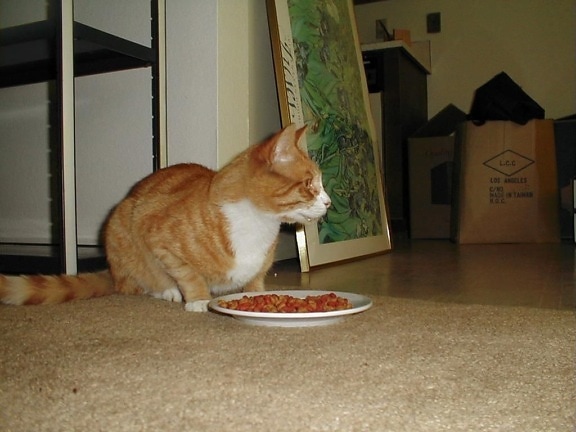 chat domestique, manger