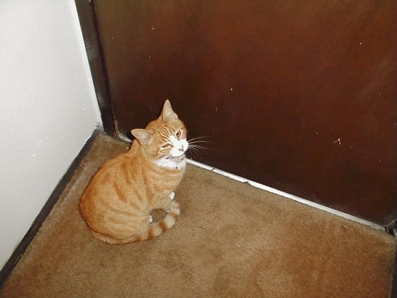 domestic cat, sitting, door