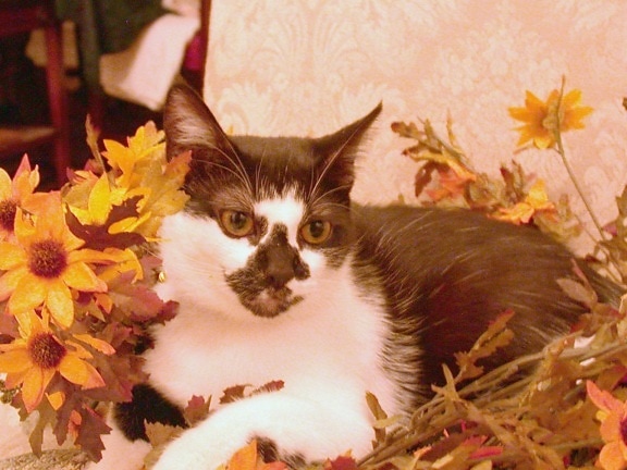 domestic, short haired, cat, dried, autumn, flowers