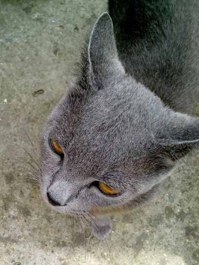 gris, chat, curieux, le visage, à proximité